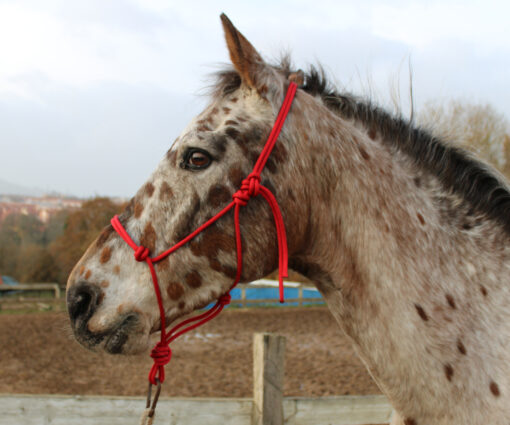 JÁQUIMA MUSTANG REINS CUERDA NÁUTICA (VARIOS COLORES) - Imagen 2