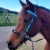 HACKMORE FLOWER - Imagen 4