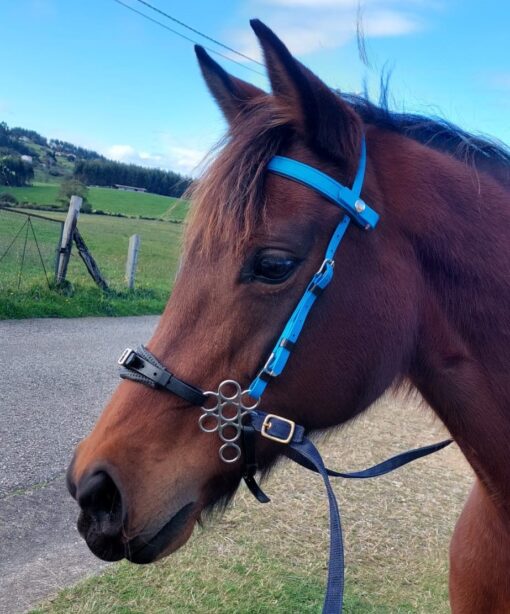 HACKMORE FLOWER - Imagen 4
