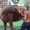 HORSLYX GARLIC - Imagen 2